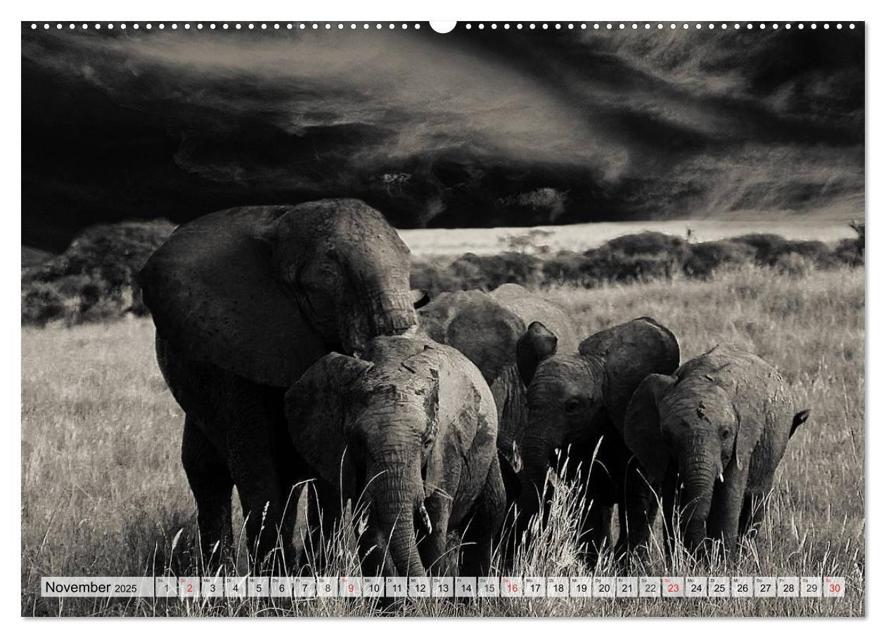 Bild: 9783435599684 | Wilde Tiere in schwarz-weiß (Wandkalender 2025 DIN A2 quer),...