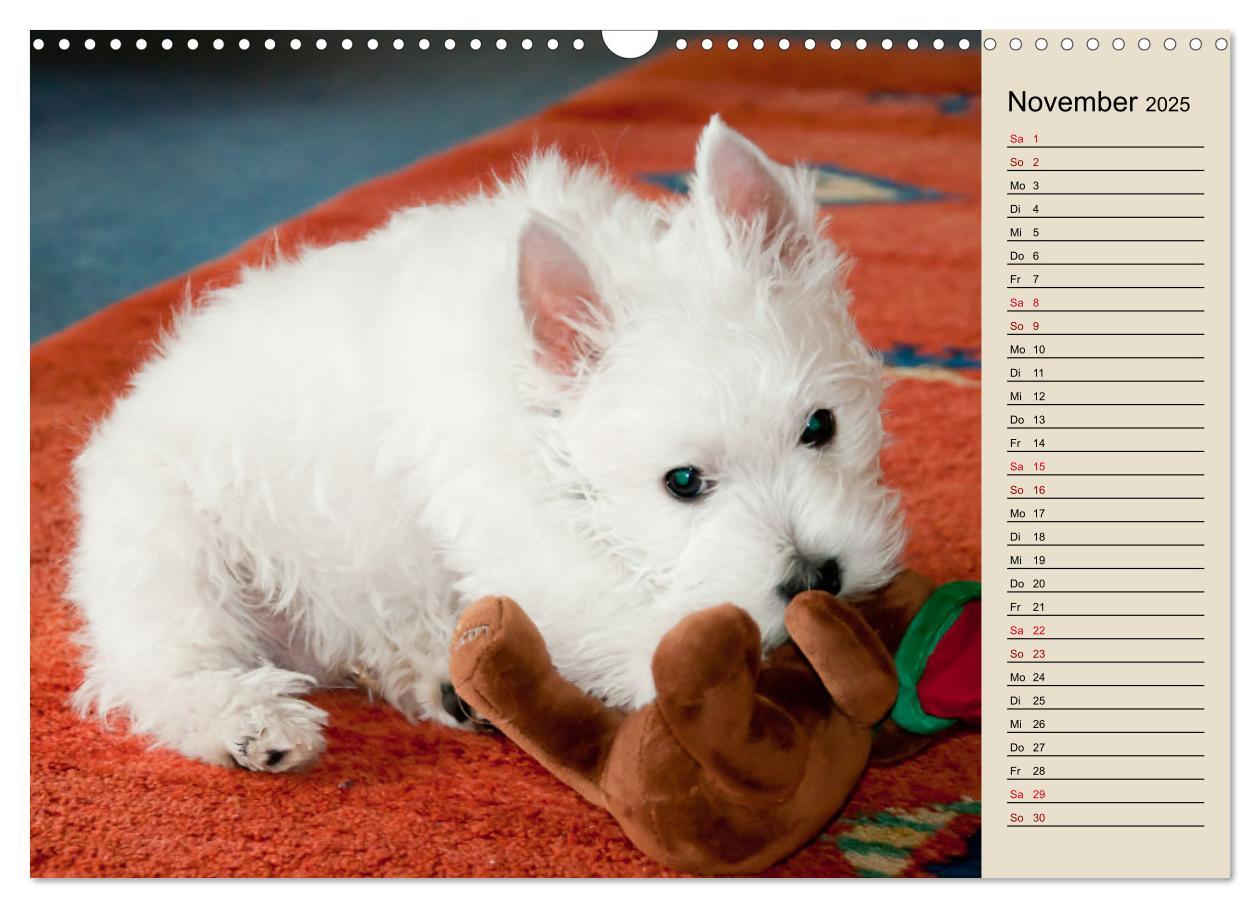 Bild: 9783383906077 | WEST HIGHLAND WHITE TERRIER - DER WESTIE - EIN HUND MIT CHARISMA...