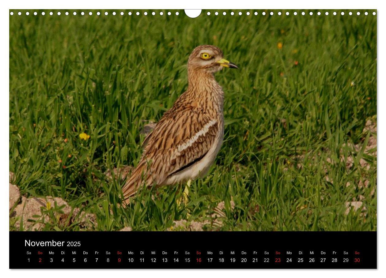 Bild: 9783435512737 | Limikolen Watvögel auf dem Zug (Wandkalender 2025 DIN A3 quer),...