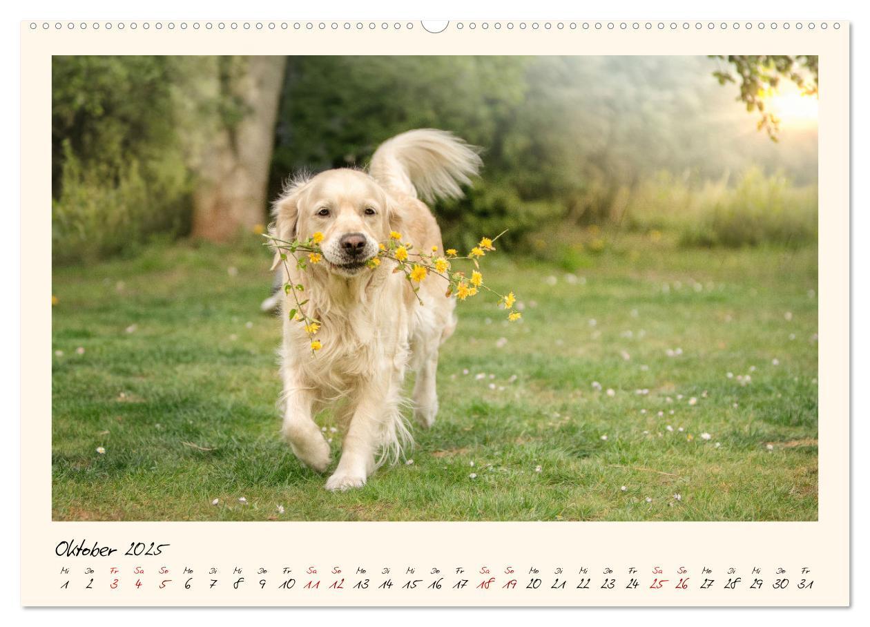 Bild: 9783383828355 | Golden Retriever... Herzenshunde (Wandkalender 2025 DIN A2 quer),...