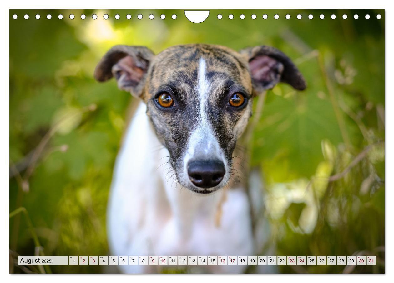 Bild: 9783383941917 | Der Whippet - ein Seelenhund (Wandkalender 2025 DIN A4 quer),...