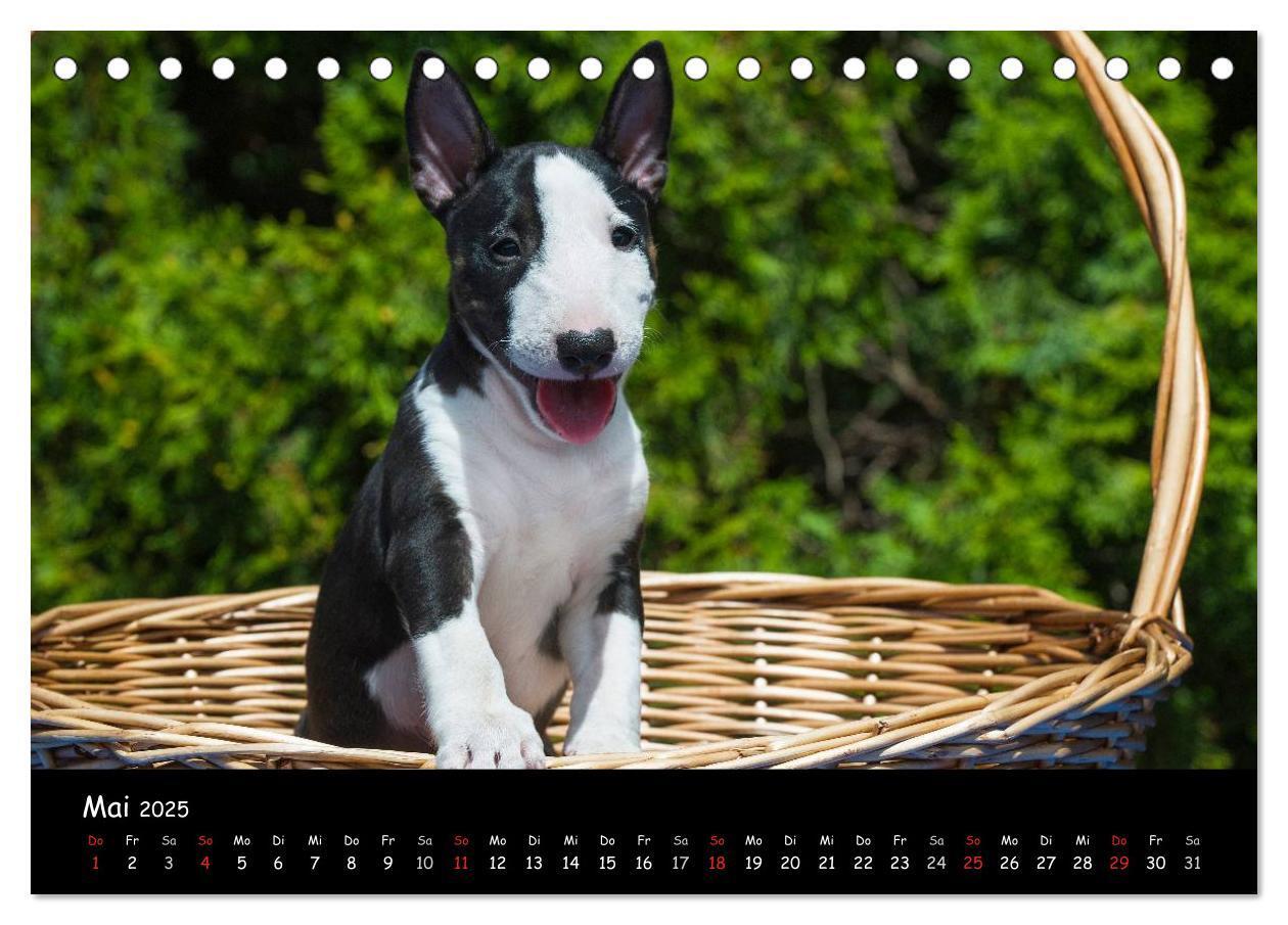 Bild: 9783435767694 | Bullterrier (Tischkalender 2025 DIN A5 quer), CALVENDO Monatskalender