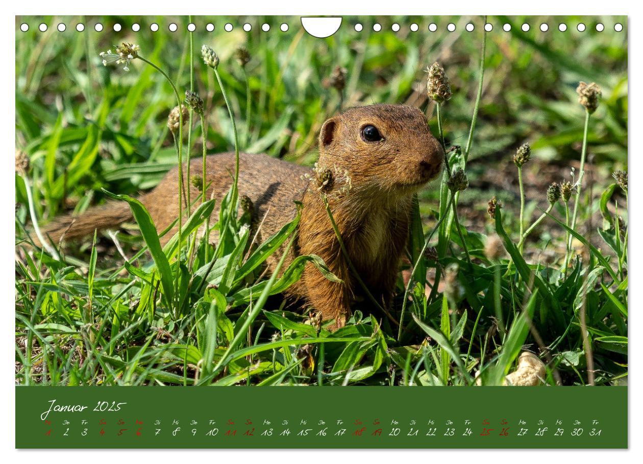 Bild: 9783383861154 | Ziesel auf Augenhöhe (Wandkalender 2025 DIN A4 quer), CALVENDO...