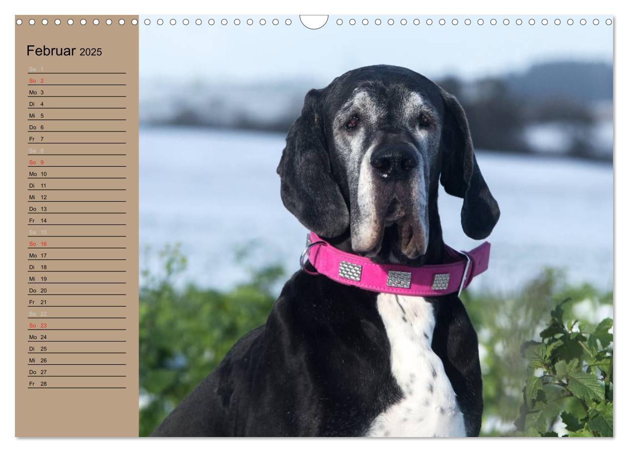 Bild: 9783435491841 | Deutsche Doggen - Sanfte Riesen (Wandkalender 2025 DIN A3 quer),...