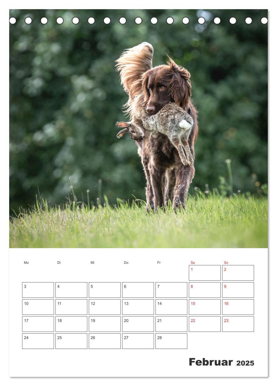 Bild: 9783457163429 | Geboren um zu Jagen. Der kleine Münsterländer (Tischkalender 2025...