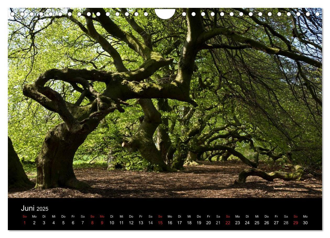 Bild: 9783435812363 | Baum-Variationen (Wandkalender 2025 DIN A4 quer), CALVENDO...