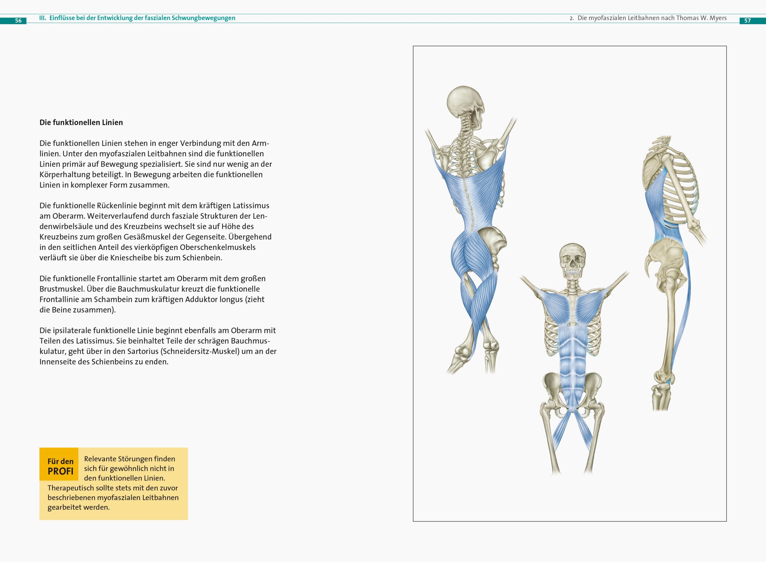 Bild: 9783767912403 | Fasziale Schwungbewegungen | Stefan Wegener | Taschenbuch | 160 S.