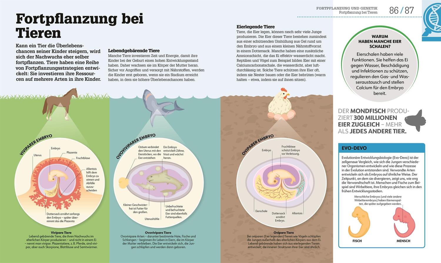 Bild: 9783831048205 | #dkinfografik. Biologie einfach erklärt | Jack Challoner (u. a.)