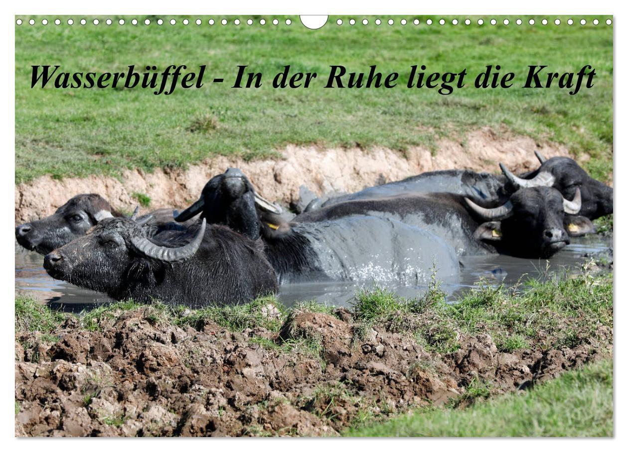 Cover: 9783435206773 | Wasserbüffel - In der Ruhe liegt die Kraft (Wandkalender 2025 DIN...