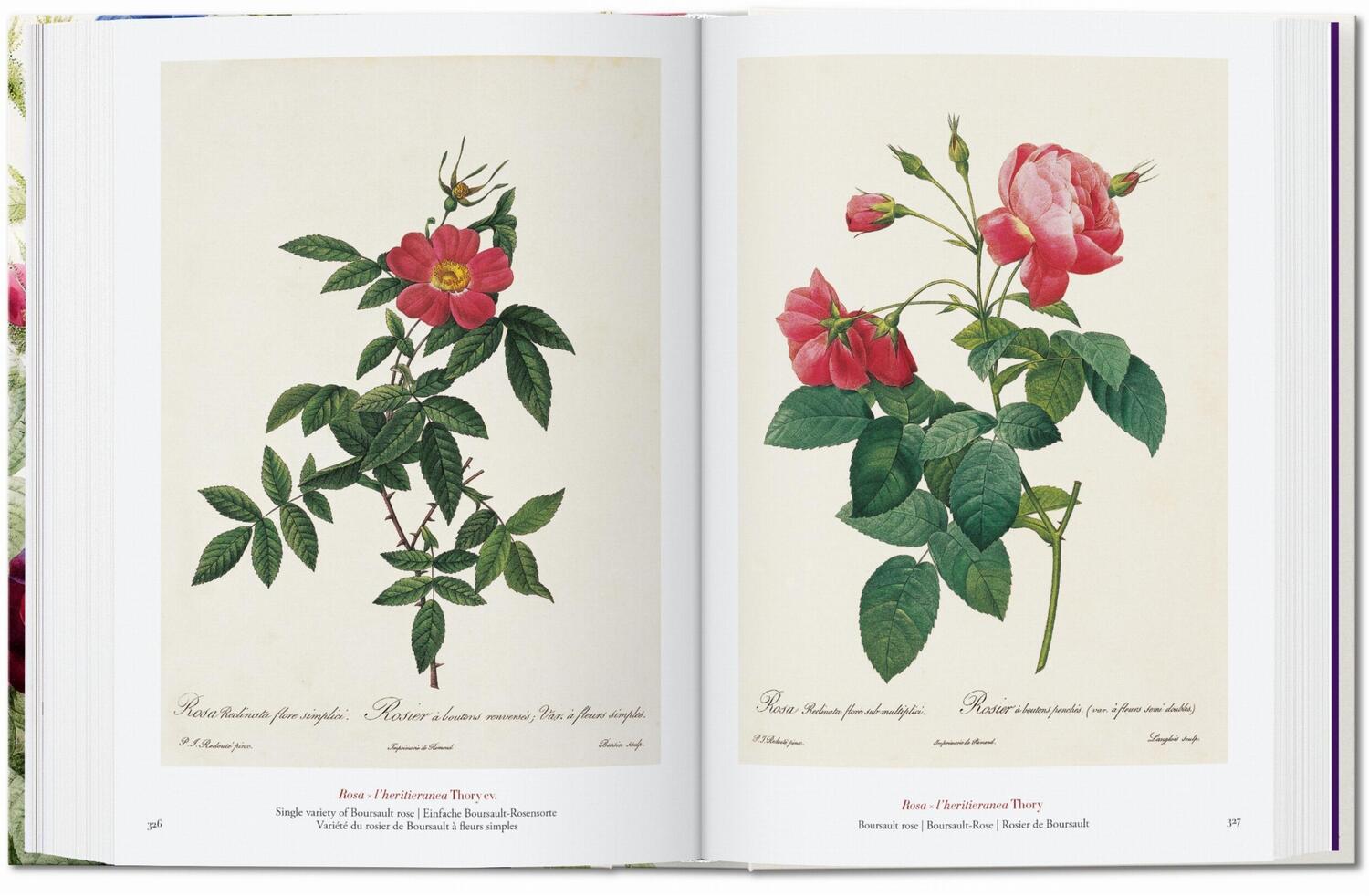 Bild: 9783836556651 | Redouté. The Book of Flowers. 40th Ed. | H. Walter Lack | Buch | 2020