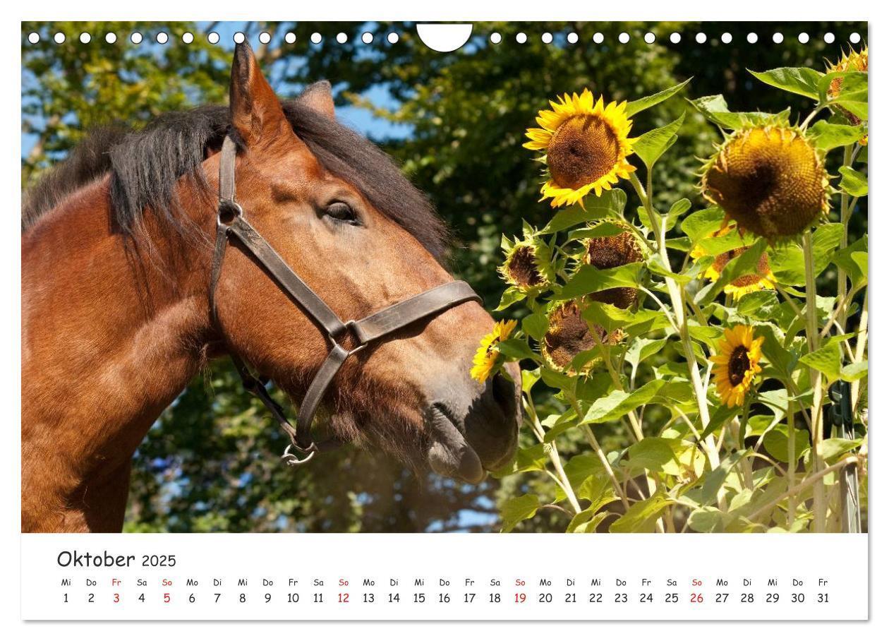 Bild: 9783435512775 | Kaltblut - schwere Pferde mit Herz (Wandkalender 2025 DIN A4 quer),...