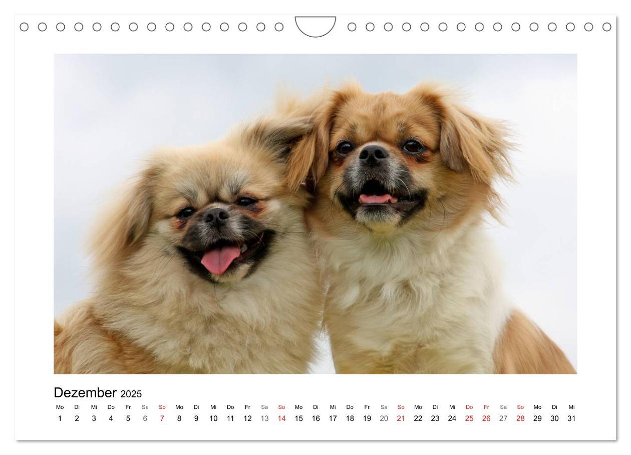 Bild: 9783435681570 | Tibet-Spaniel (Wandkalender 2025 DIN A4 quer), CALVENDO Monatskalender