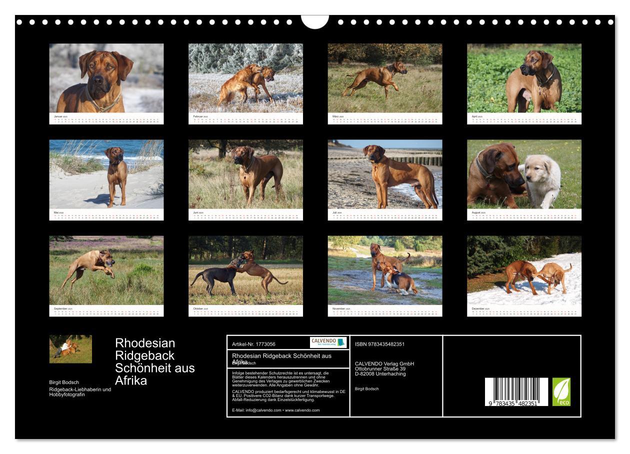 Bild: 9783435482351 | Rhodesian Ridgeback Schönheit aus Afrika (Wandkalender 2025 DIN A3...