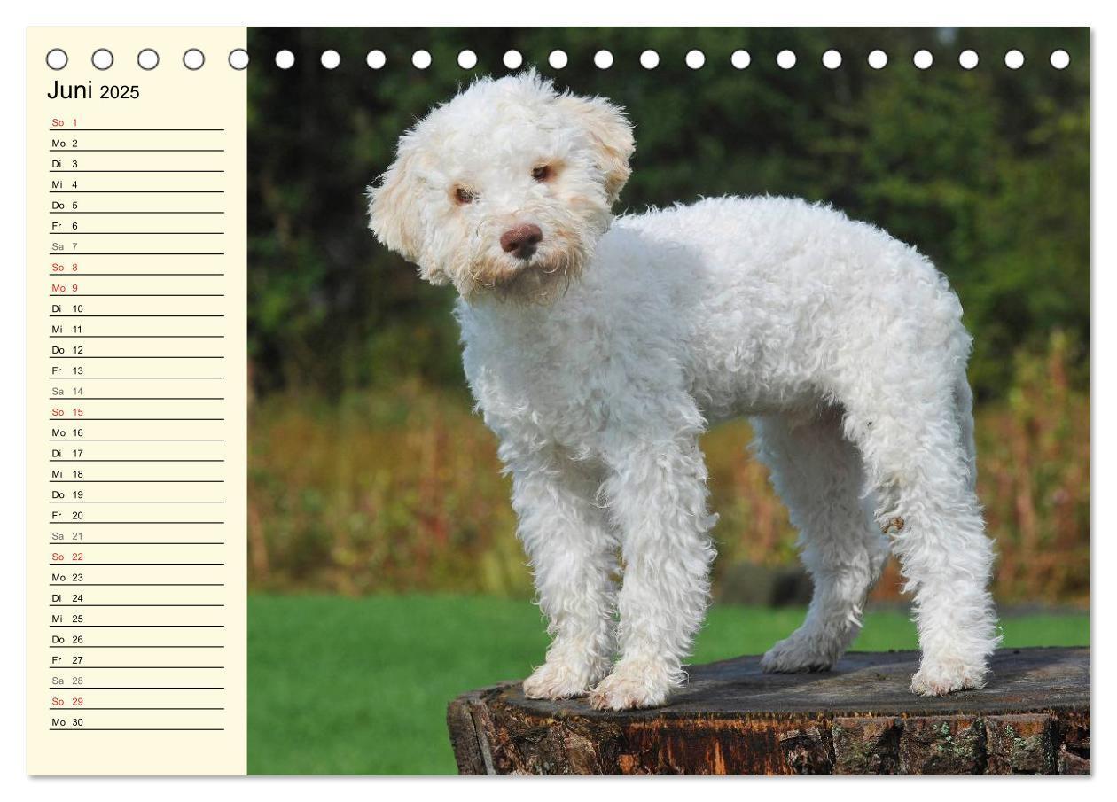 Bild: 9783435543854 | Lagotto Romagnolo - Italienischer Trüffelhund (Tischkalender 2025...