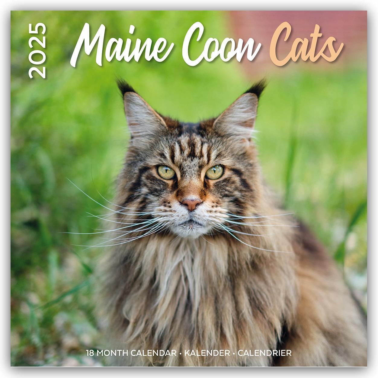 Cover: 9783803530295 | Maine Coon Cats - Main Coon Katzen 2025 - 18-Monatskalender -...