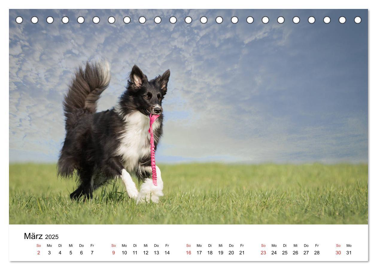 Bild: 9783435190539 | Border Collie - Bunt und clever! (Tischkalender 2025 DIN A5 quer),...