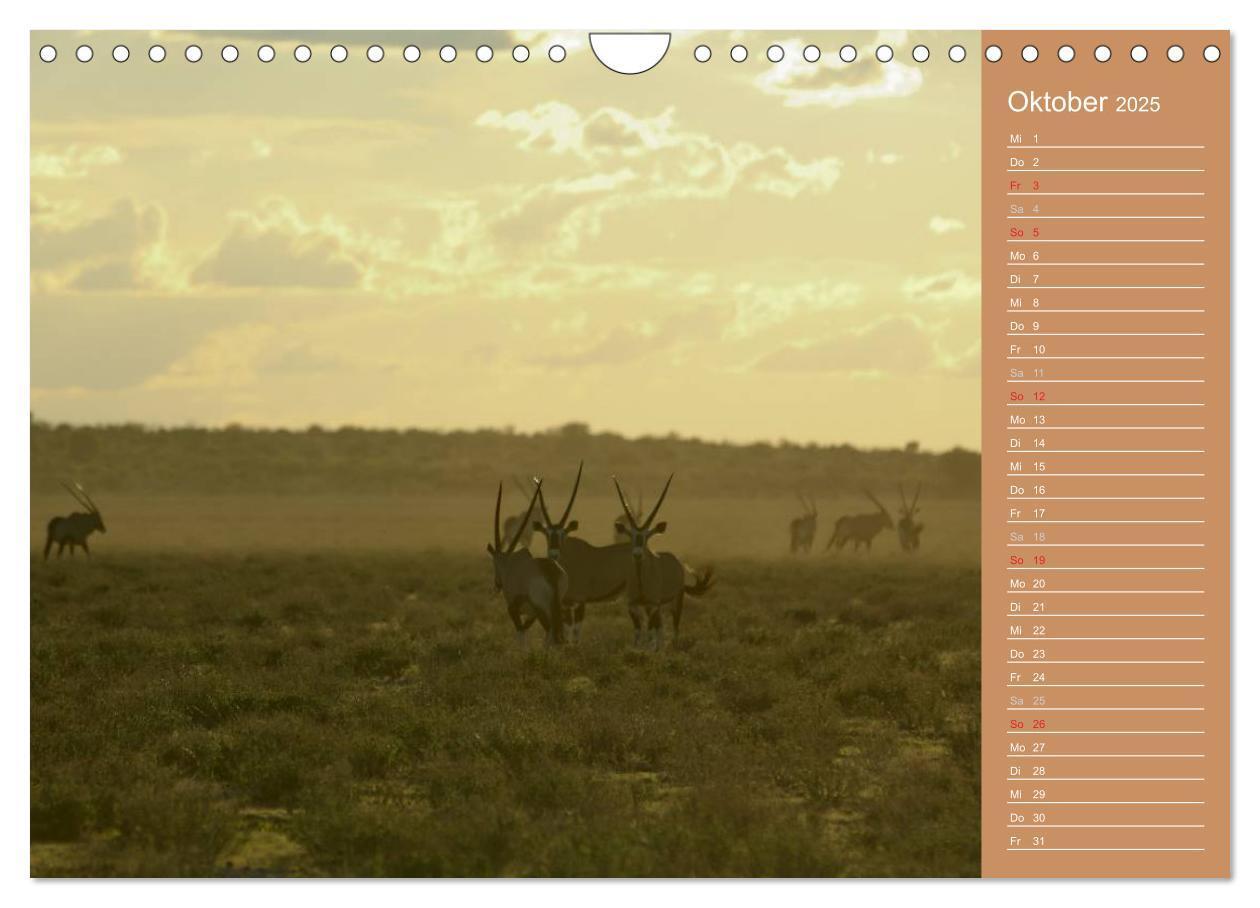 Bild: 9783435675487 | Afrika - Faszinierende Tierwelt (Wandkalender 2025 DIN A4 quer),...