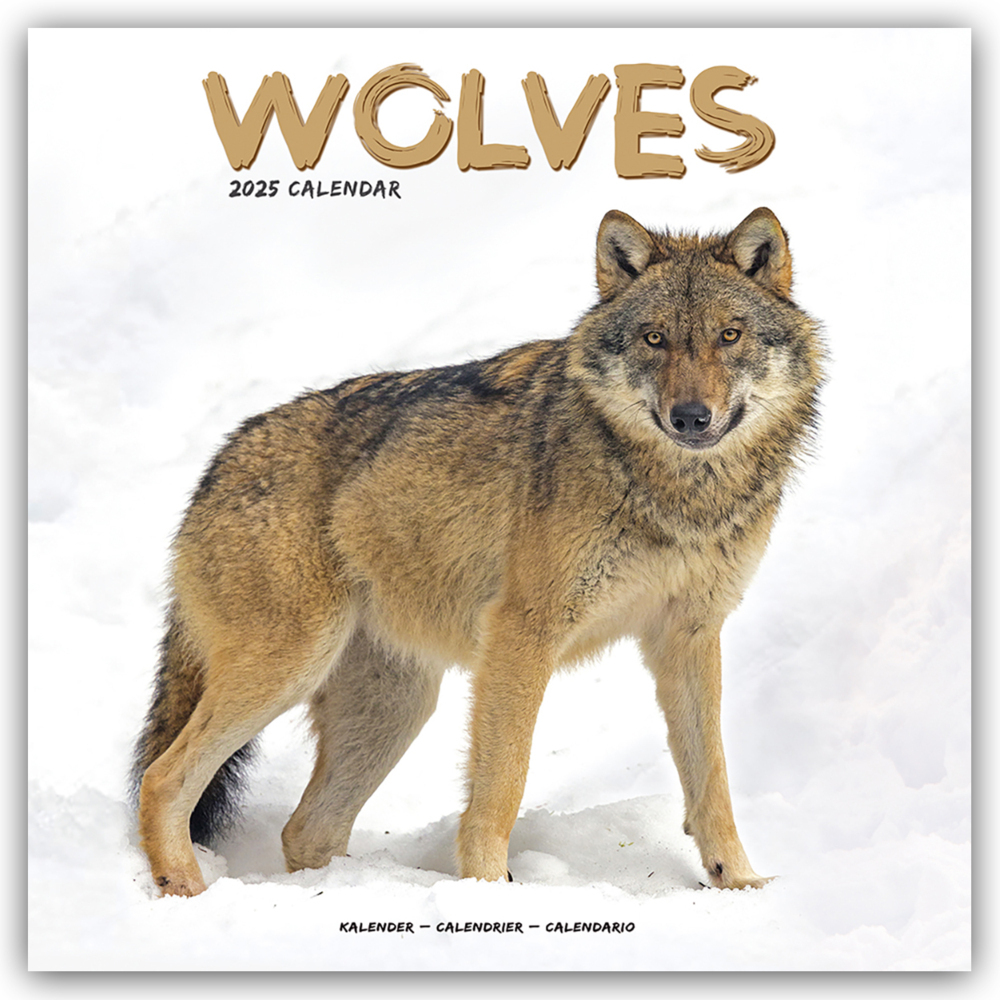 Cover: 9781804604557 | Wolves - Wölfe 2025 - 16-Monatskalender | Avonside Publishing Ltd