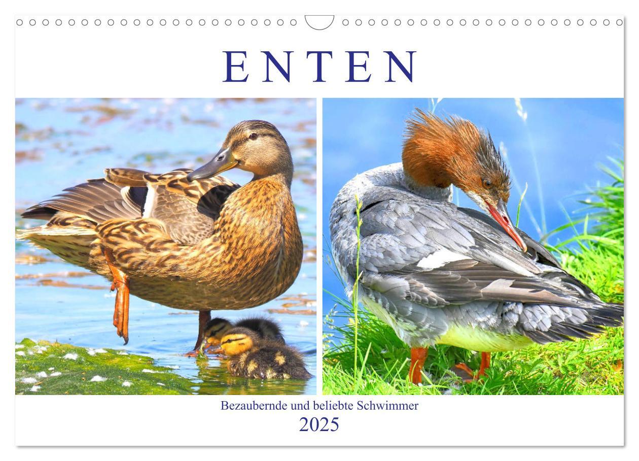 Cover: 9783435178704 | Enten. Bezaubernde und beliebte Schwimmer (Wandkalender 2025 DIN A3...