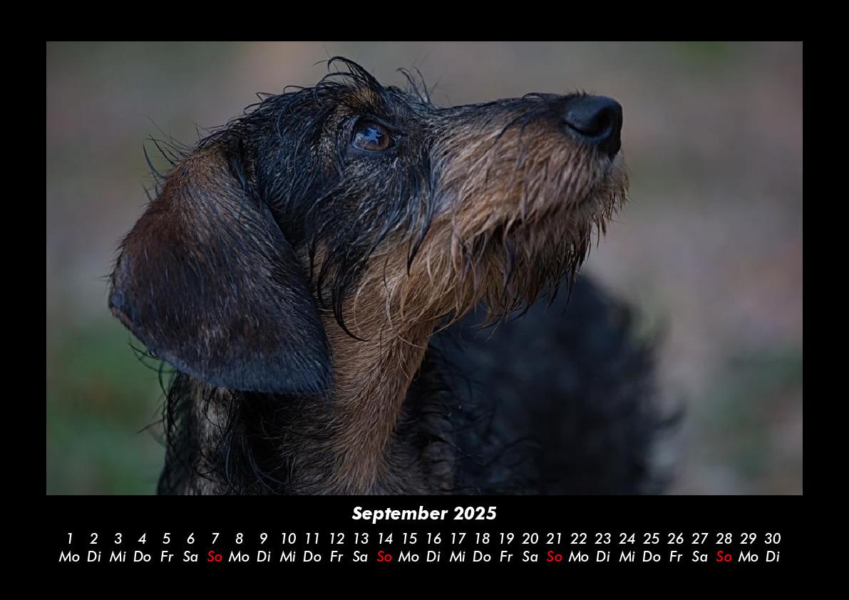 Bild: 9783755980223 | Haustierkalender 2025 Fotokalender DIN A3 | Tobias Becker | Kalender