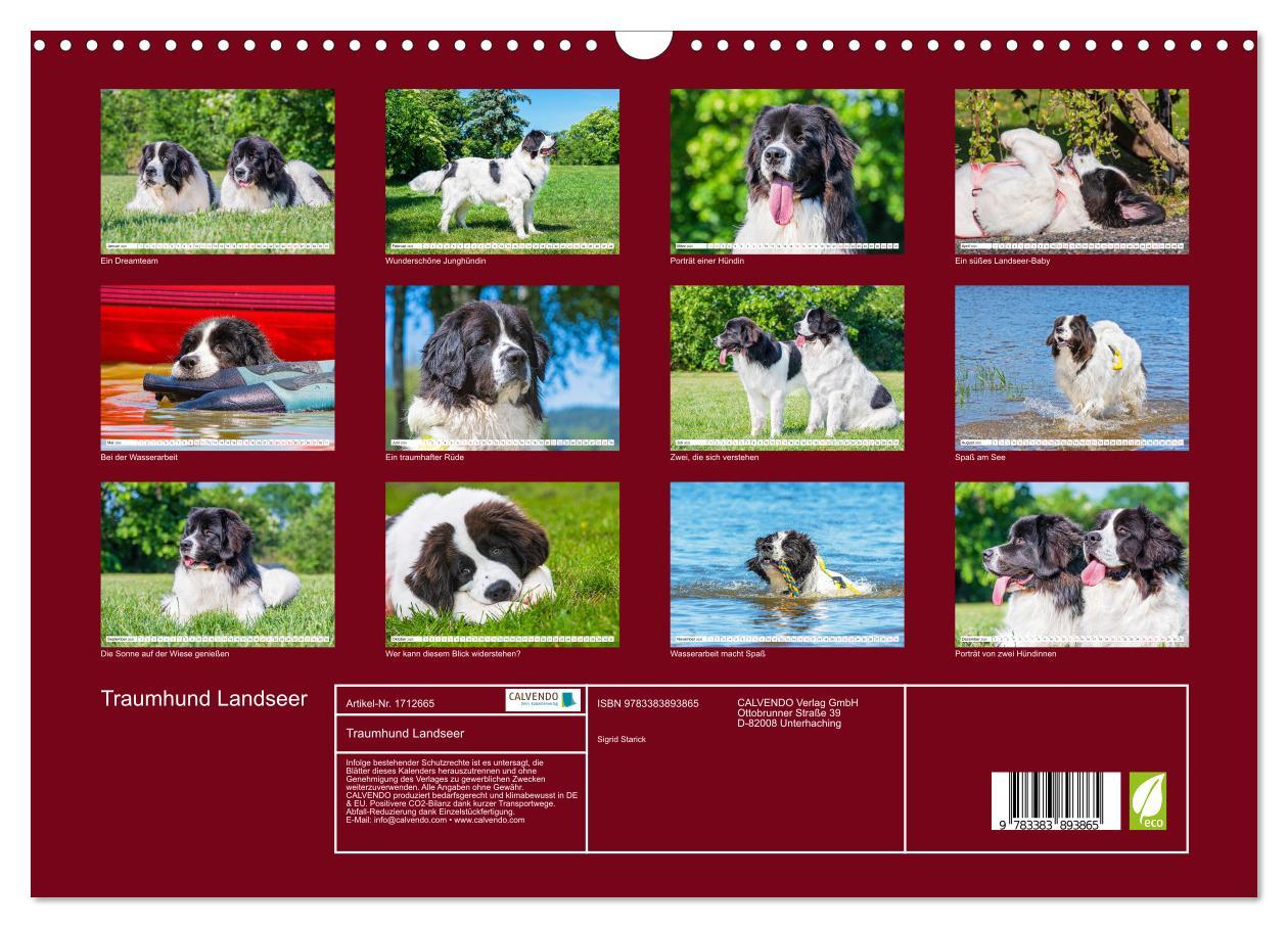 Bild: 9783383893865 | Traumhund Landseer (Wandkalender 2025 DIN A3 quer), CALVENDO...