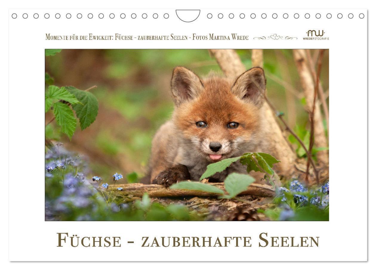 Cover: 9783383849596 | Füchse - zauberhafte Seelen (Wandkalender 2025 DIN A4 quer),...