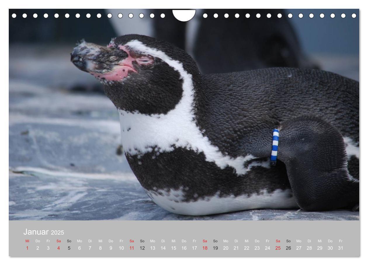 Bild: 9783435790371 | Pinguine 2025 (Wandkalender 2025 DIN A4 quer), CALVENDO Monatskalender