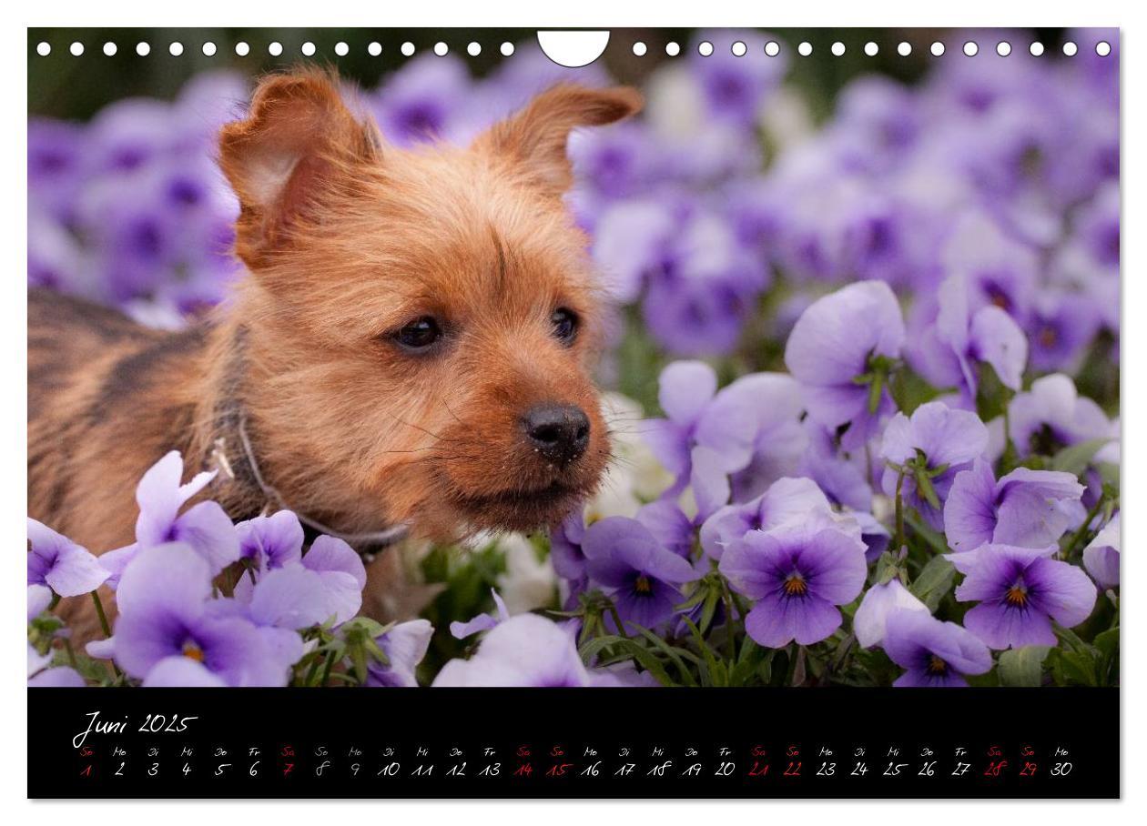 Bild: 9783435662555 | Australian Terrier Welpen (Wandkalender 2025 DIN A4 quer), CALVENDO...