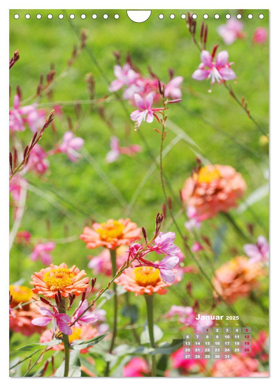 Bild: 9783435981908 | Zinnien im Garten (Wandkalender 2025 DIN A4 hoch), CALVENDO...