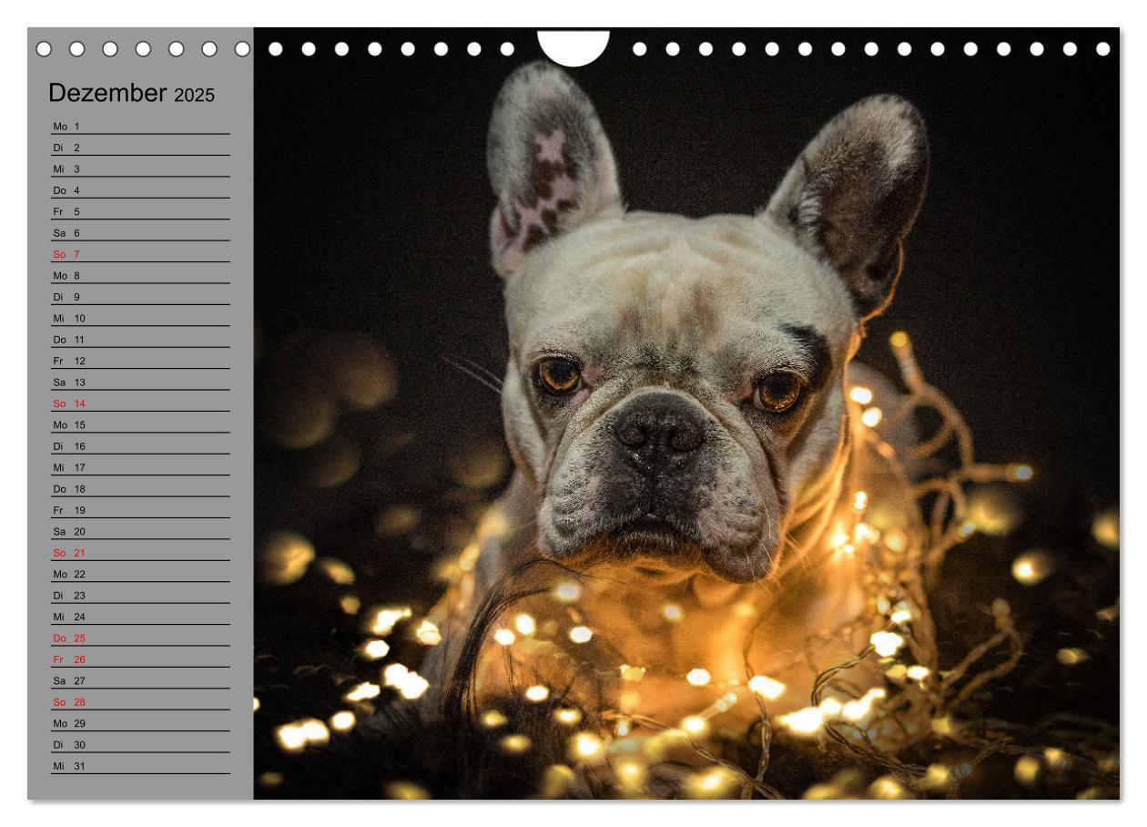 Bild: 9783435031191 | Bullymania - Französische Bulldoggen (Wandkalender 2025 DIN A4...