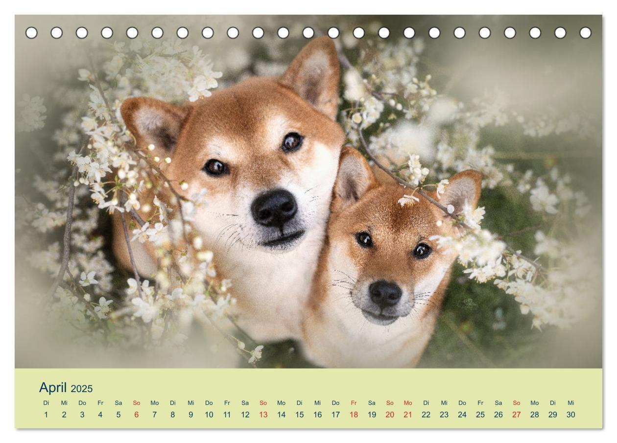 Bild: 9783457234181 | Shiba Inu - mutig, treu, selbstbewusst (Tischkalender 2025 DIN A5...