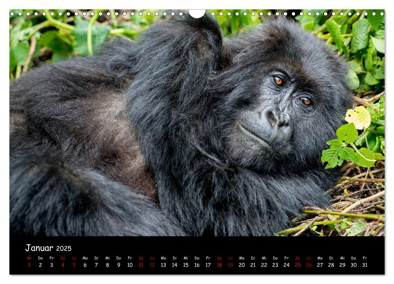 Bild: 9783435119387 | Berggorillas: die bedrohten Riesen (Wandkalender 2025 DIN A3 quer),...