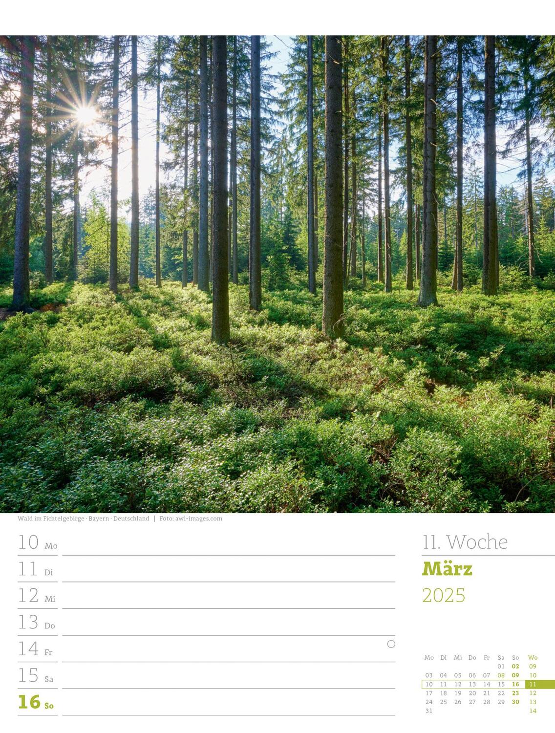 Bild: 9783838425979 | Unser Wald - Wochenplaner Kalender 2025 | Ackermann Kunstverlag | 2025