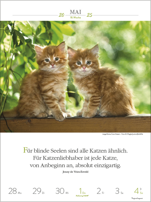 Bild: 9783731877226 | Literaturkalender Katzen 2025 | Korsch Verlag | Kalender | 54 S.