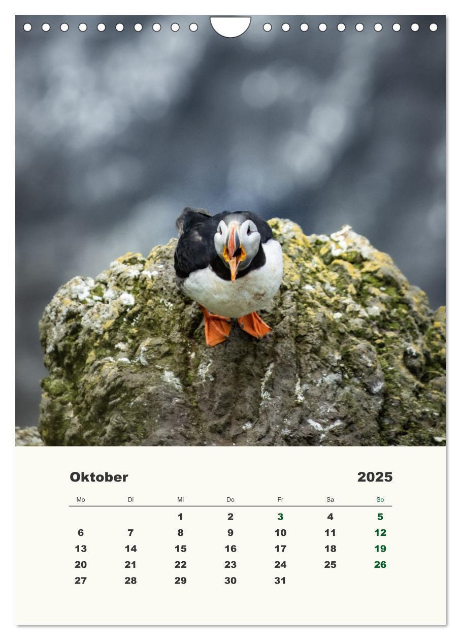 Bild: 9783435916832 | Papageientaucher in Island (Wandkalender 2025 DIN A4 hoch),...