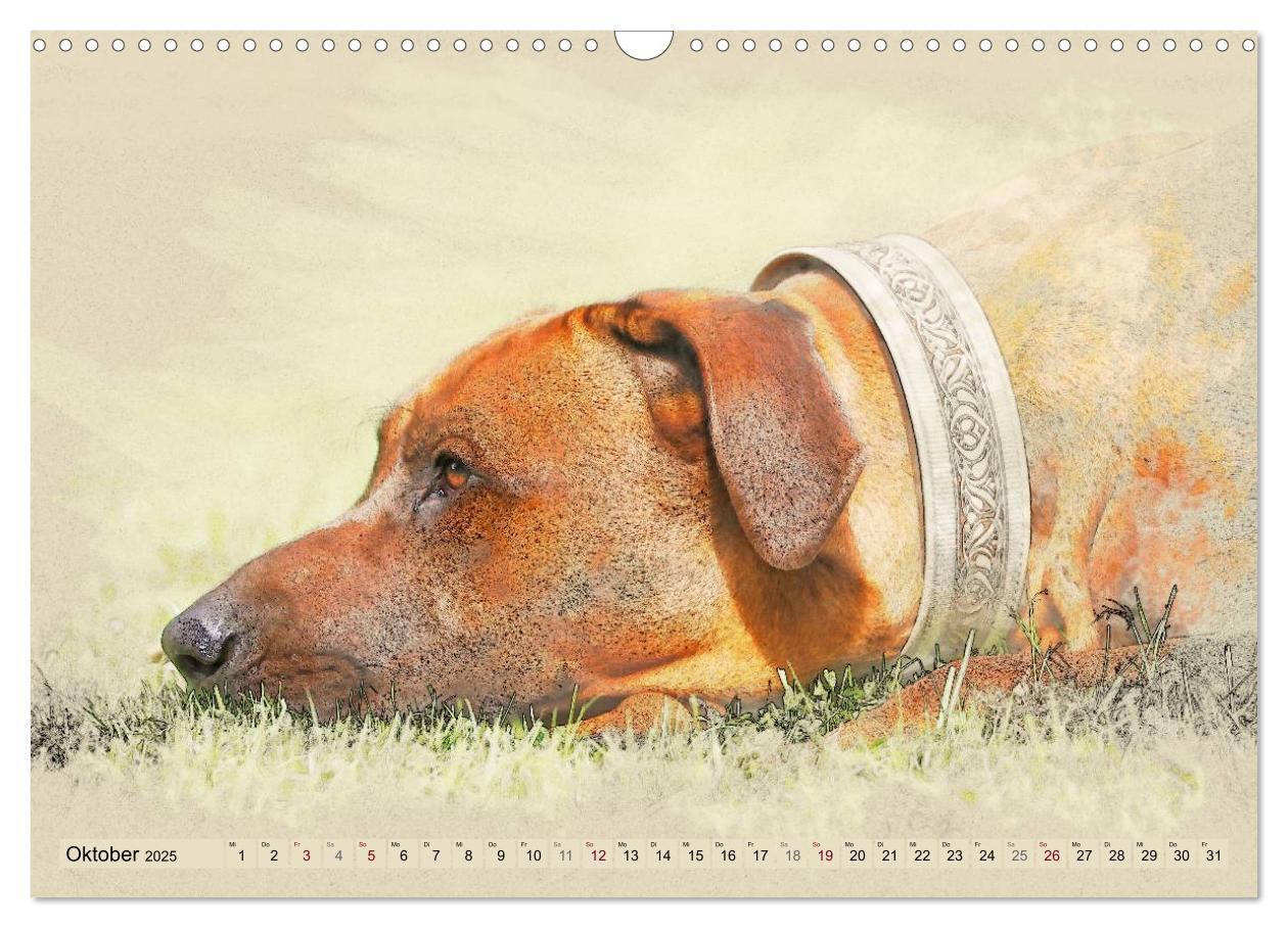 Bild: 9783435705191 | Rhodesian Ridgeback 2025 (Wandkalender 2025 DIN A3 quer), CALVENDO...