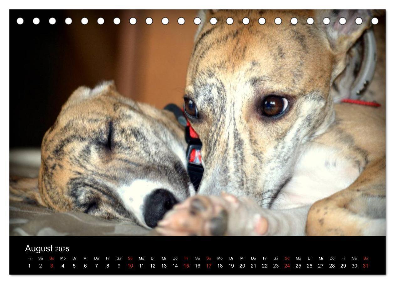 Bild: 9783435643141 | Whippet 2025 (Tischkalender 2025 DIN A5 quer), CALVENDO Monatskalender