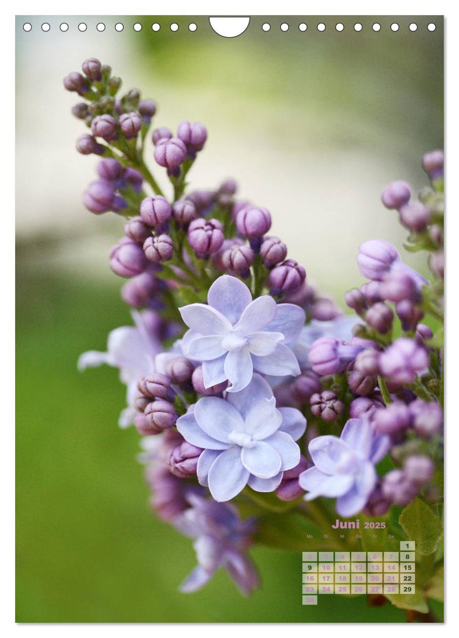 Bild: 9783435981960 | Fliederblüte (Wandkalender 2025 DIN A4 hoch), CALVENDO Monatskalender