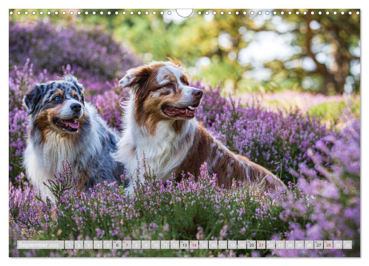 Bild: 9783435547197 | Australian Shepherd 2025 (Wandkalender 2025 DIN A3 quer), CALVENDO...