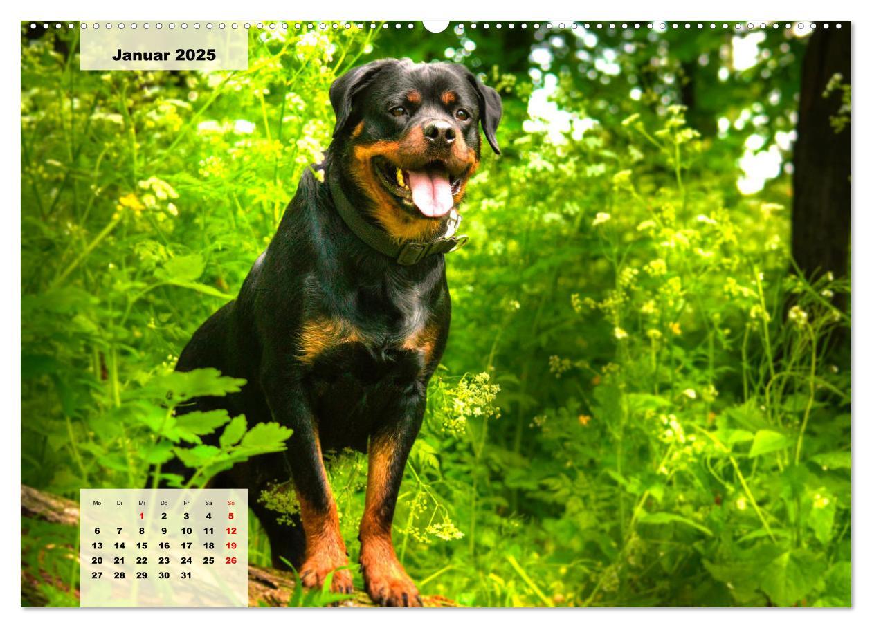 Bild: 9783383947841 | Mein Rottweiler. Nervenstarker Gebrauchs- und Begleithund...