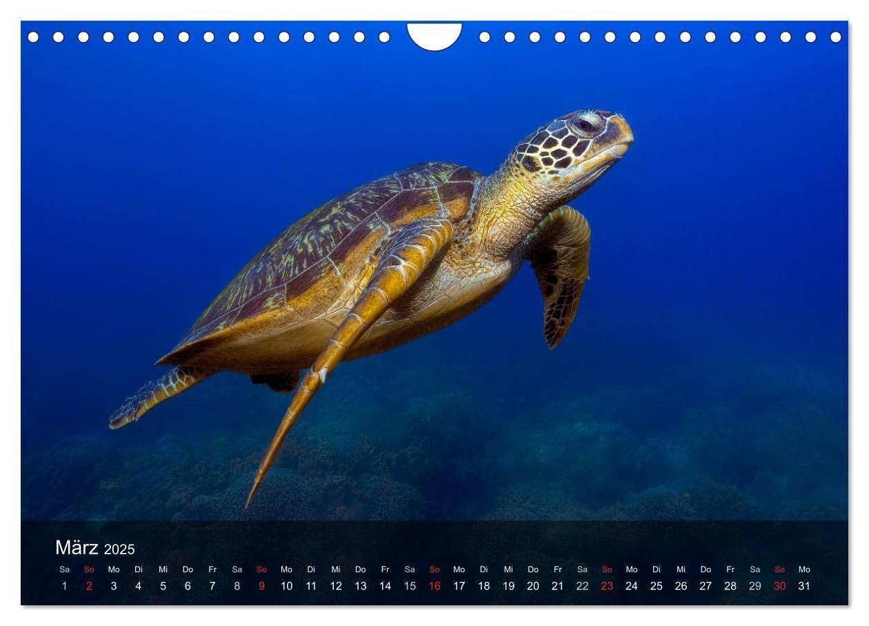 Bild: 9783435597680 | Schildkröten des Ozeans (Wandkalender 2025 DIN A4 quer), CALVENDO...