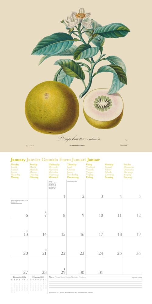 Bild: 4250809652818 | DUMONT - Fruits 2025 Broschürenkalender, 30x30cm, Wandkalender mit...