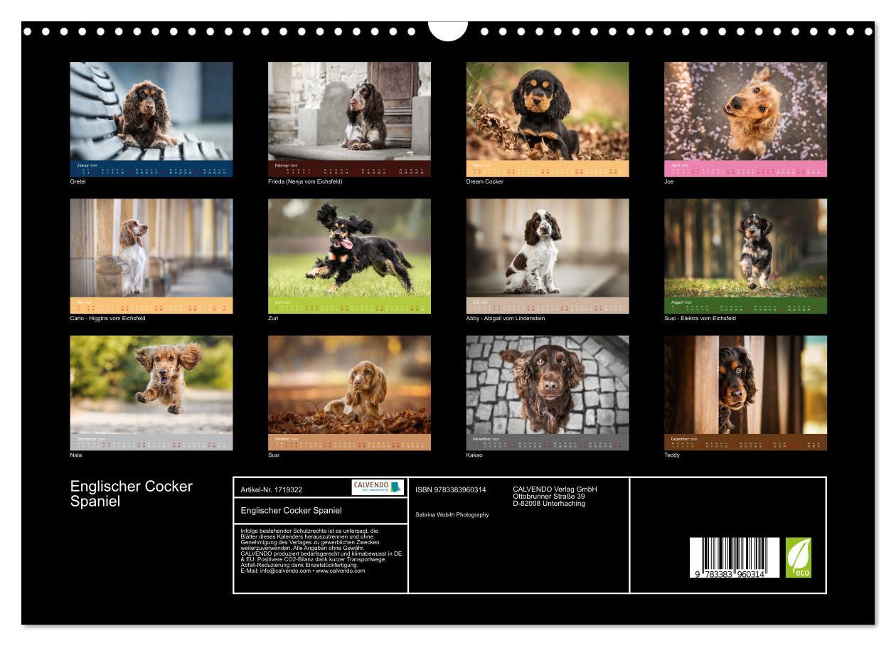 Bild: 9783383960314 | Englischer Cocker Spaniel (Wandkalender 2025 DIN A3 quer), CALVENDO...