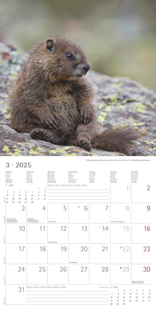 Bild: 4251732340773 | Alpha Edition - Tierbabys 2025 Broschürenkalender, 30x30cm,...