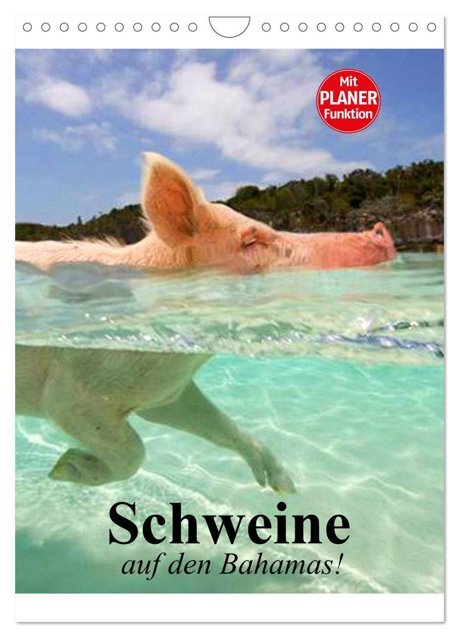 Cover: 9783457024799 | Schweine auf den Bahamas! (Wandkalender 2025 DIN A4 hoch), CALVENDO...