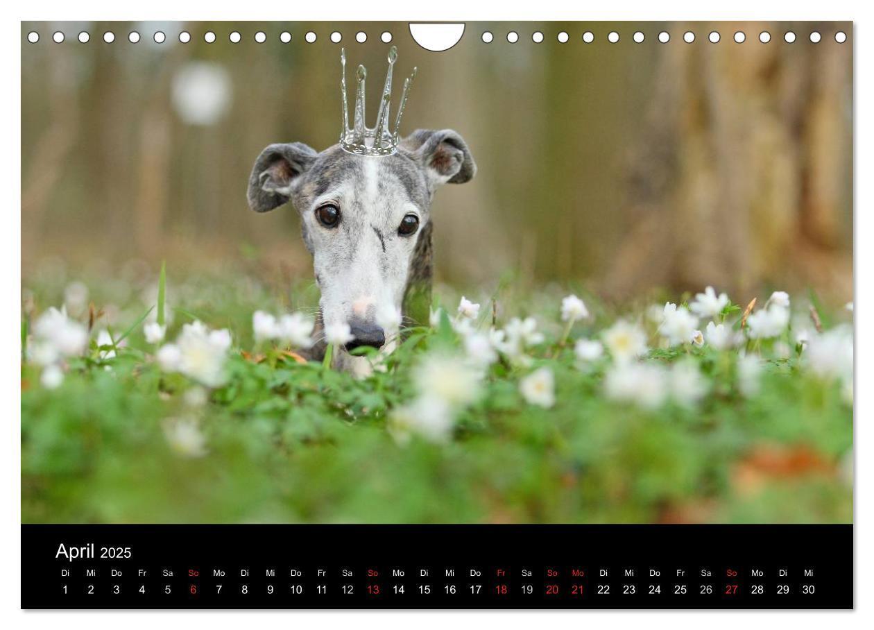 Bild: 9783435776092 | Der Windhundekalender (Wandkalender 2025 DIN A4 quer), CALVENDO...