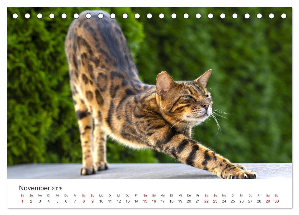 Bild: 9783383887376 | Tierisches Yoga - Eine Tierwelt voller Yogis. (Tischkalender 2025...