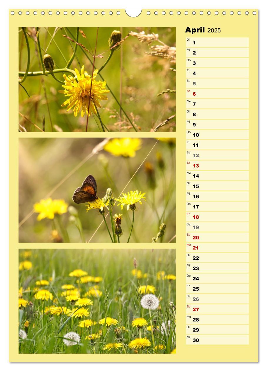 Bild: 9783457173336 | Farbenzauber, bunte Wiesen und bunte Falter (Wandkalender 2025 DIN...