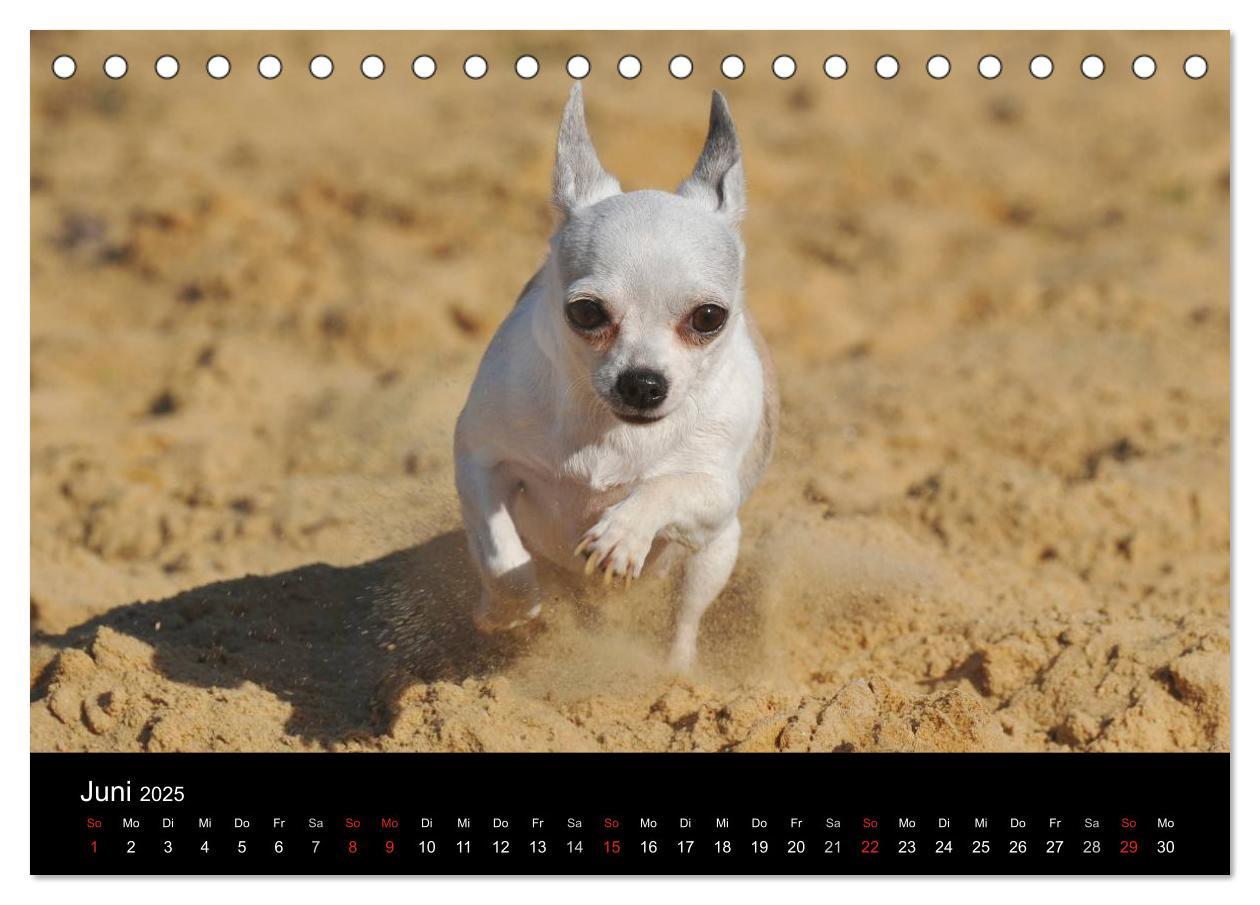 Bild: 9783435766000 | Chihuahua - Kleine Hunde ganz groß (Tischkalender 2025 DIN A5...