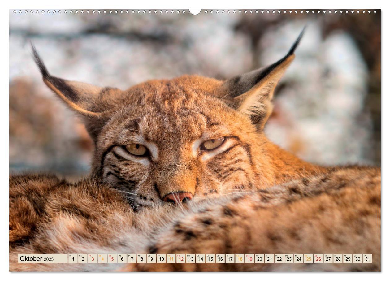 Bild: 9783435118144 | Raubkatze Luchs (Wandkalender 2025 DIN A2 quer), CALVENDO...